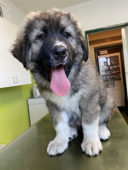 Owczarek środkowoazjatycki suka alabai cao