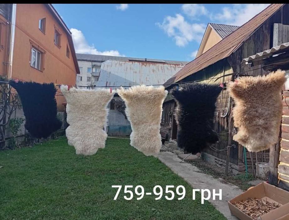 Баран козел круторогий шкури