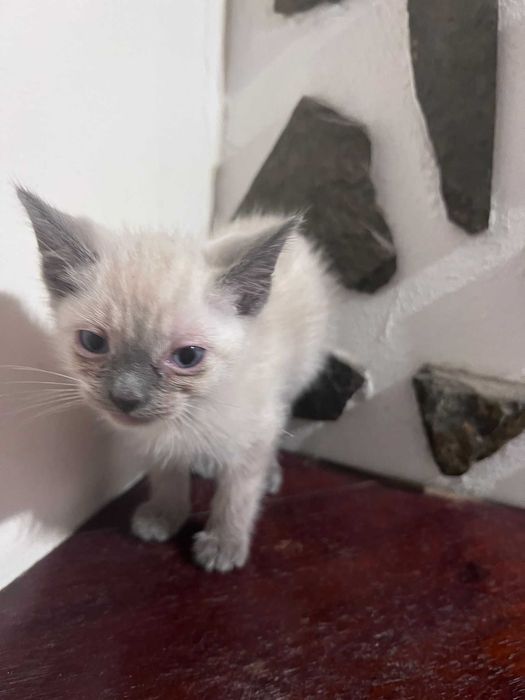 Doação de 2 gatinhos machos