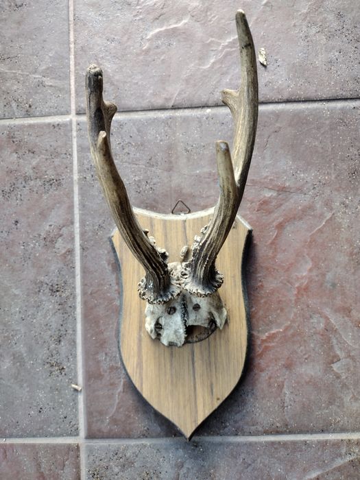 Poroże koziołka oprawione