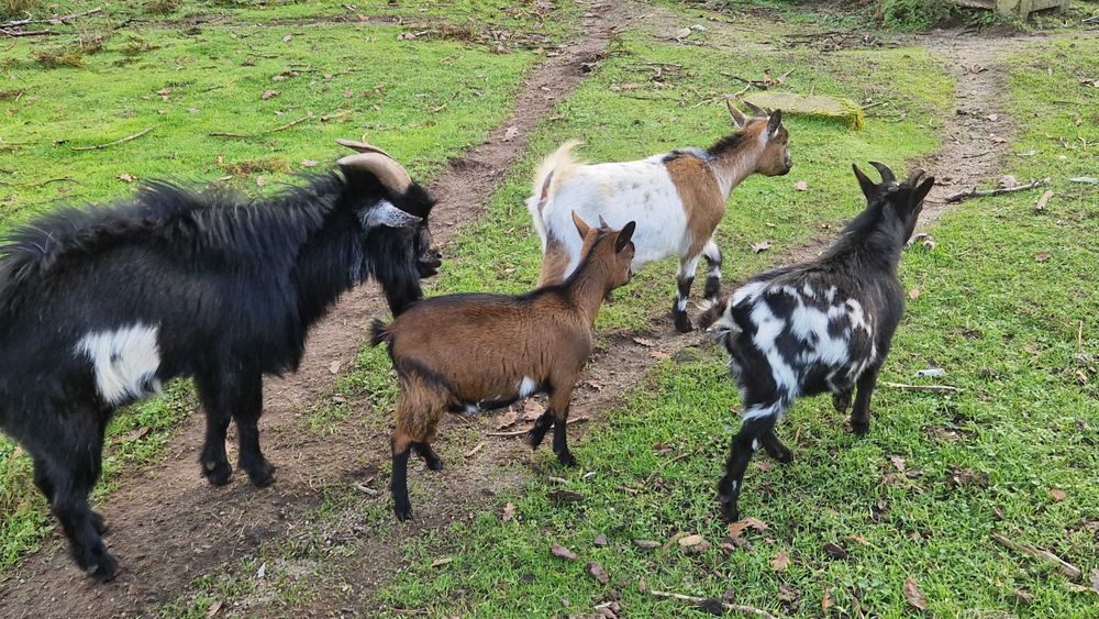 Cabras anãs adultas