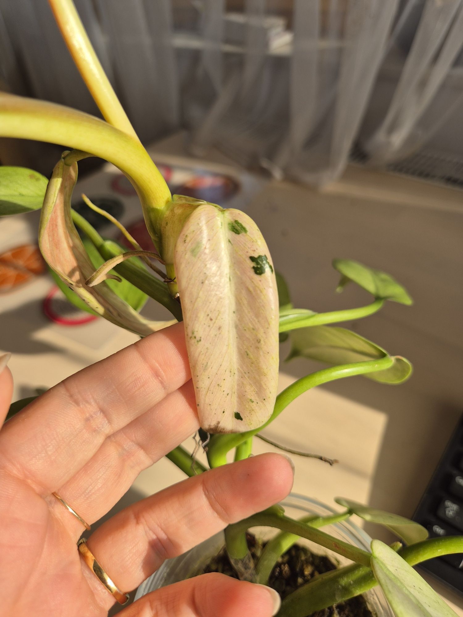 Philodendron Whipple Way