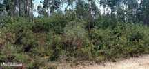 Terreno  para venda