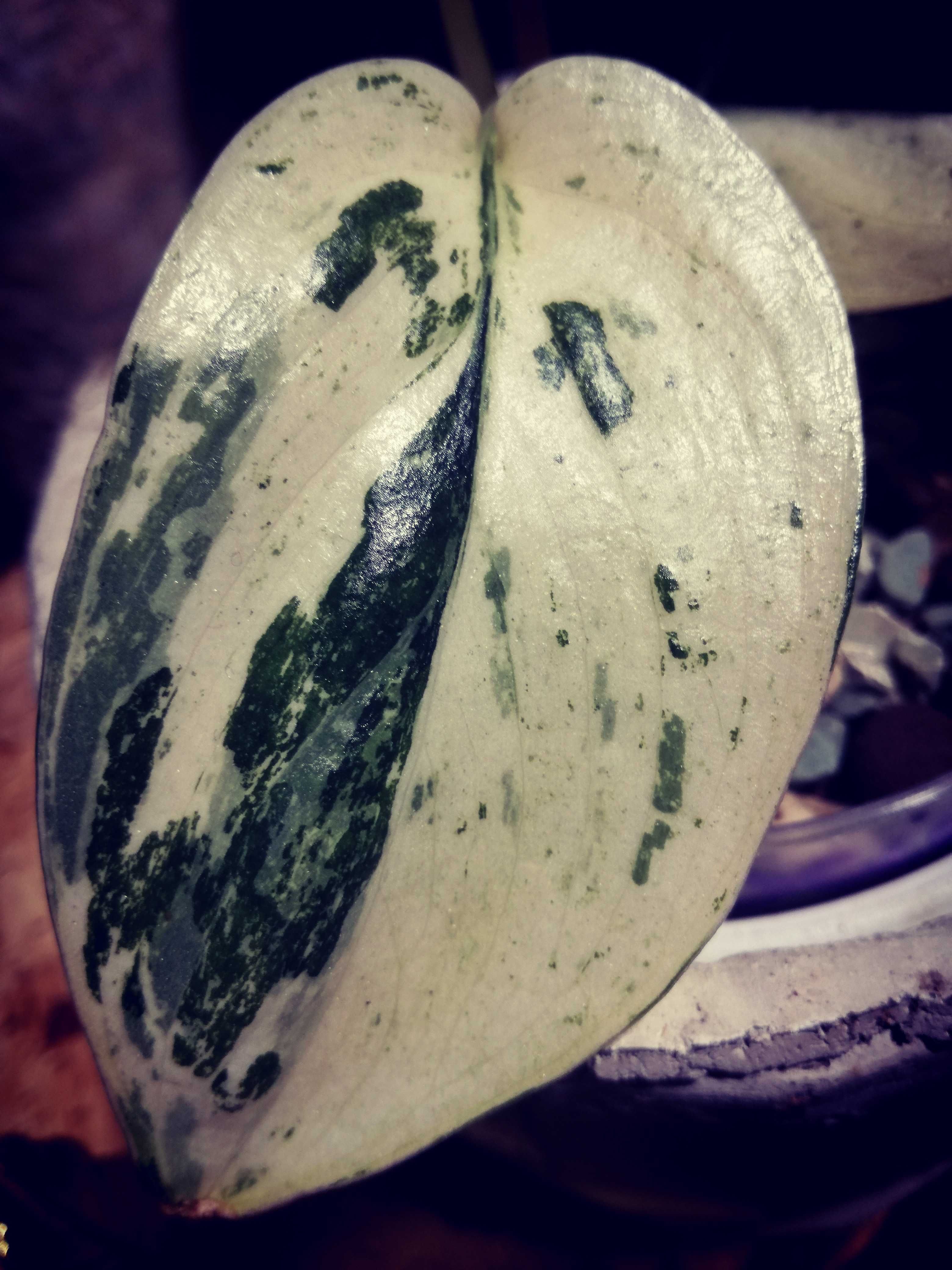 Scindapsus Mayari Marble Variegata NoID UNIKAT monstera philodendron