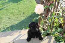 Shihpoo ,Czarny Piesek