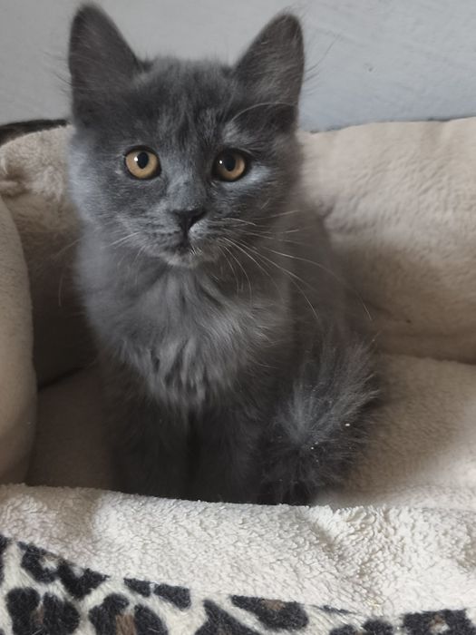 Кошенята в добрі руки, котик і киця