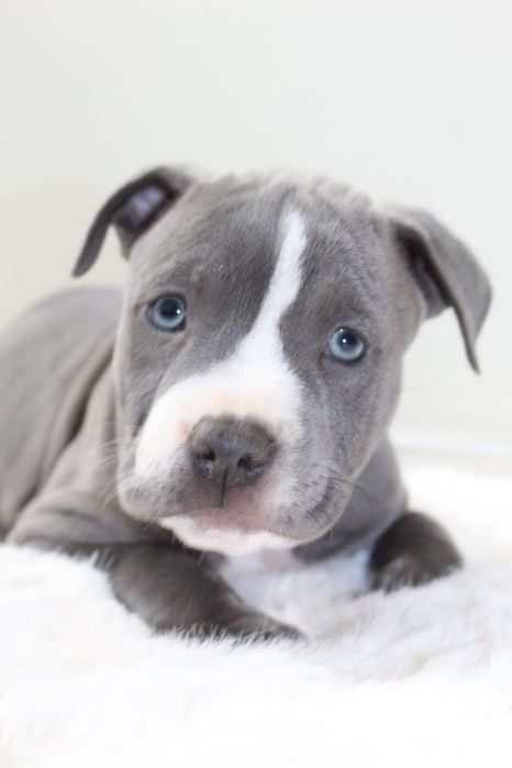 Amstaf Amstaff Amstaffy American Staffordshire Terier