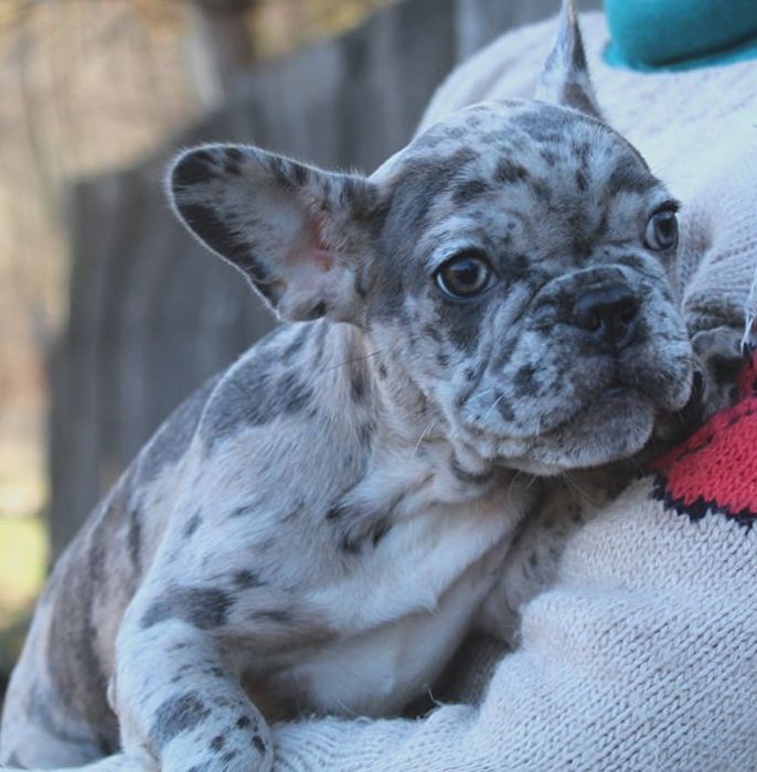 Французики генні карапузики