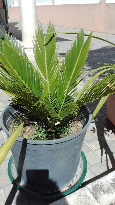 Ciccas revolutas Ornamentais