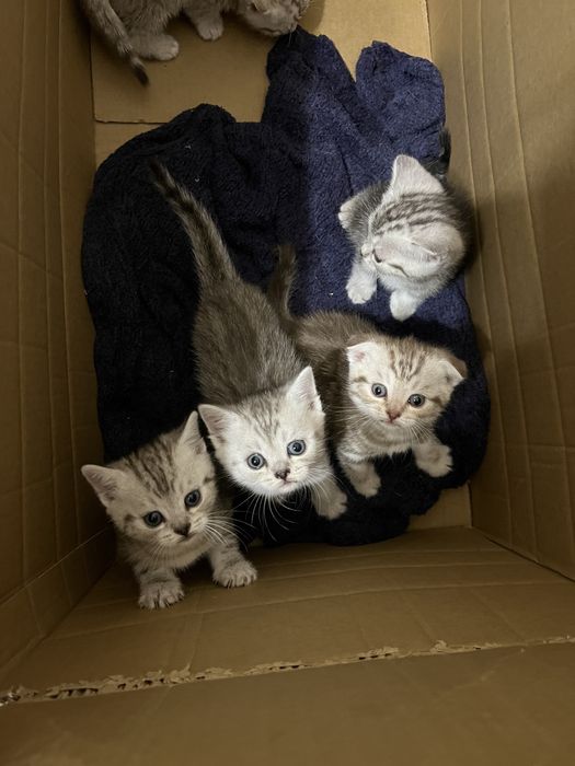 Шотландські кошенята