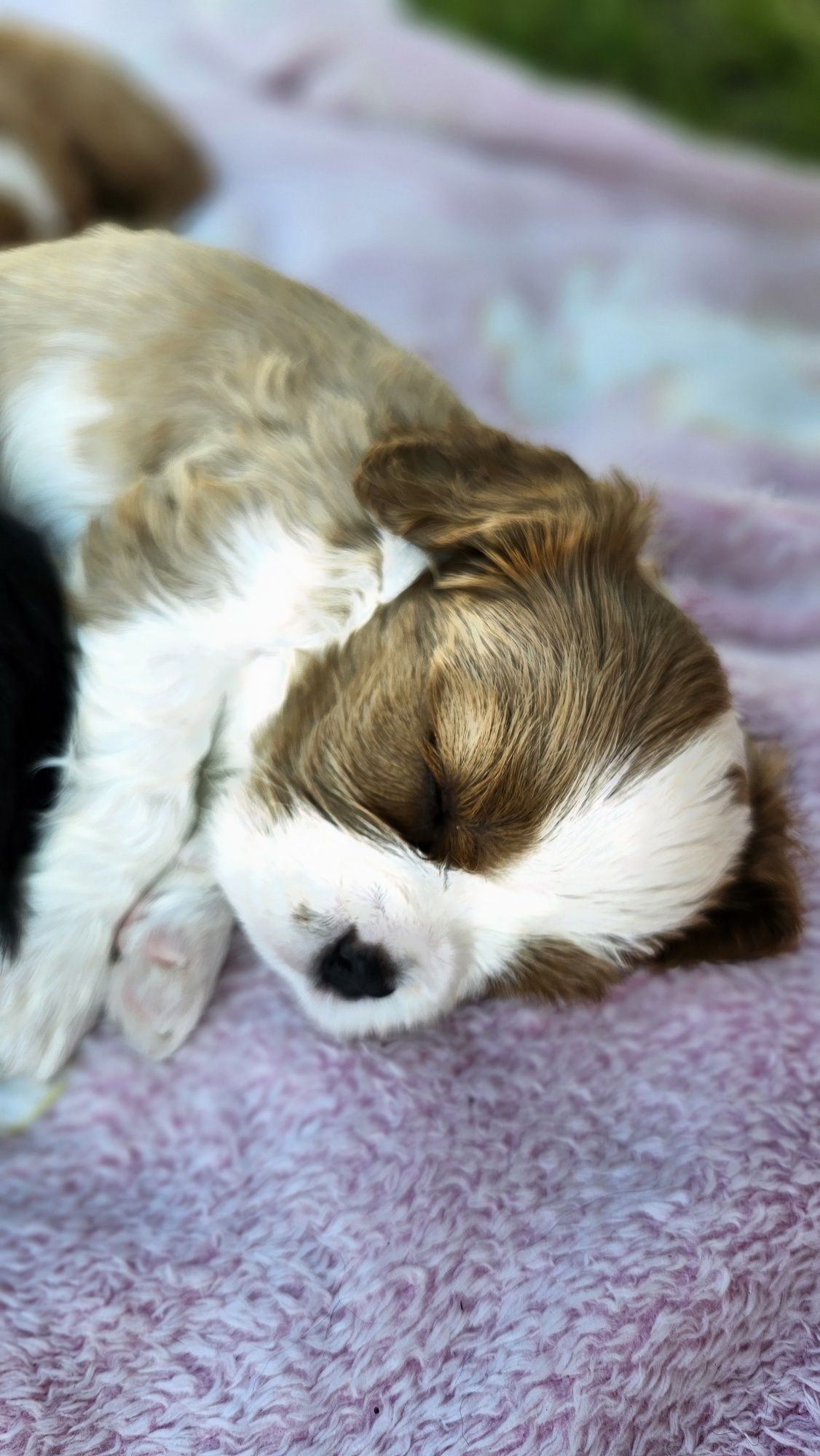 Cavalier King Charles Spaniel