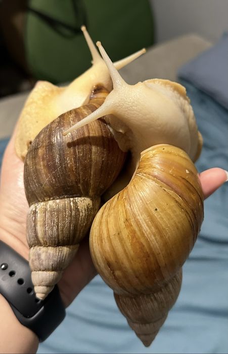 Ślimaki afrykańskie duże  Lissachatina fulica 3 dorosle osobniki