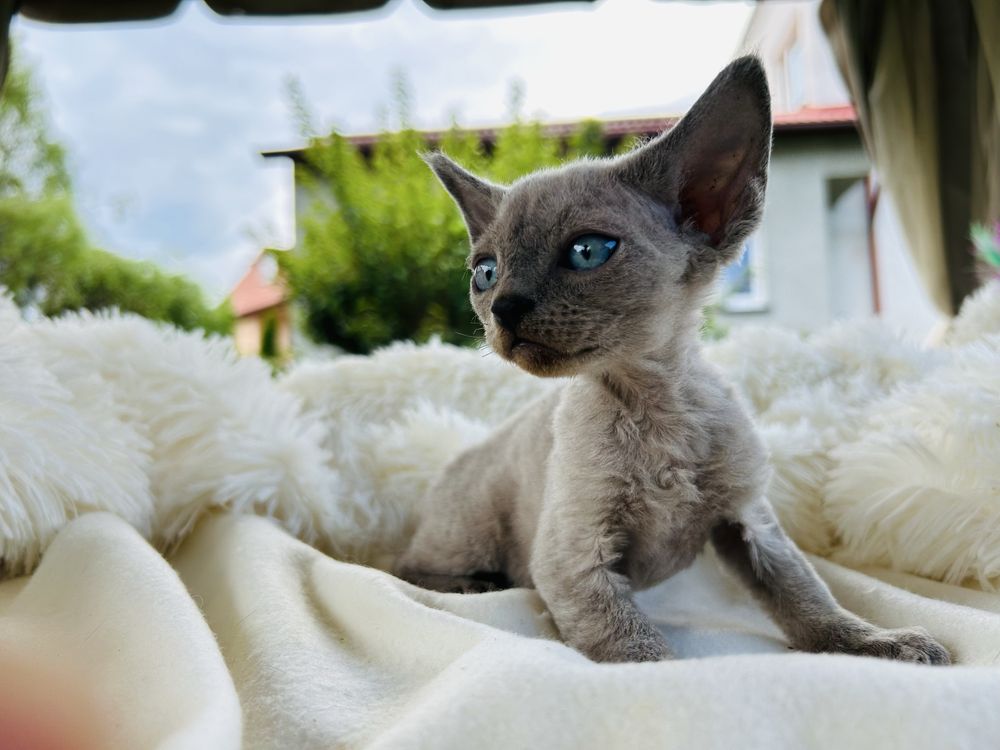 Kocurek niebieski point niebieskooki Devon Rex