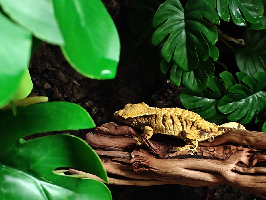 Gekon orzęsiony samica