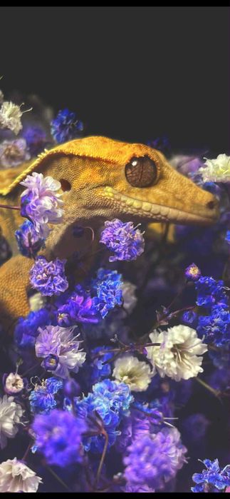 Gekon orzęsiony pinstripe harlequin samica