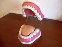Modelo de dentes - medicina dentária