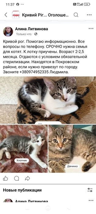 Милый котенок бесплатно. Кошка. Котята. Кошечка даром