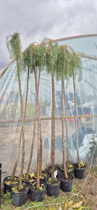 Modrzew  szczepione na pniu