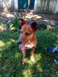 Rodas para adopção responsável