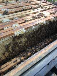 Odkłady pszczele, Rodziny pszczele