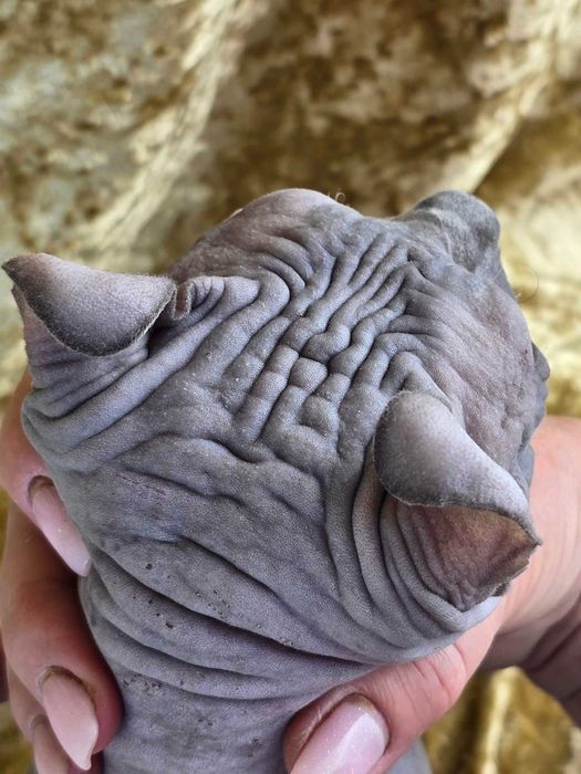 Эльф шикарный мальчик