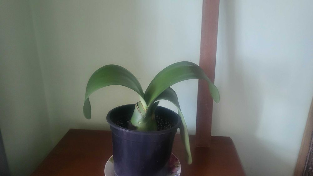 Продам вазонок СУККУЛЕНТ діаметр 20-30см