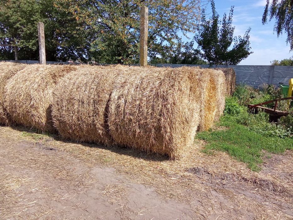 Продам тюки  соломи 2025р обмин