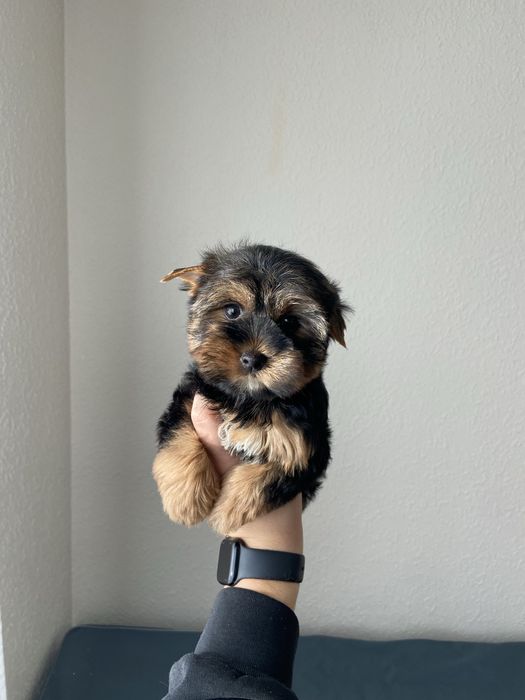 Дівчинка йоркширський терʼєр з коротенькою мордочкою