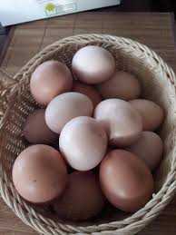 яйця інкубаційні Лівенські ситцеві