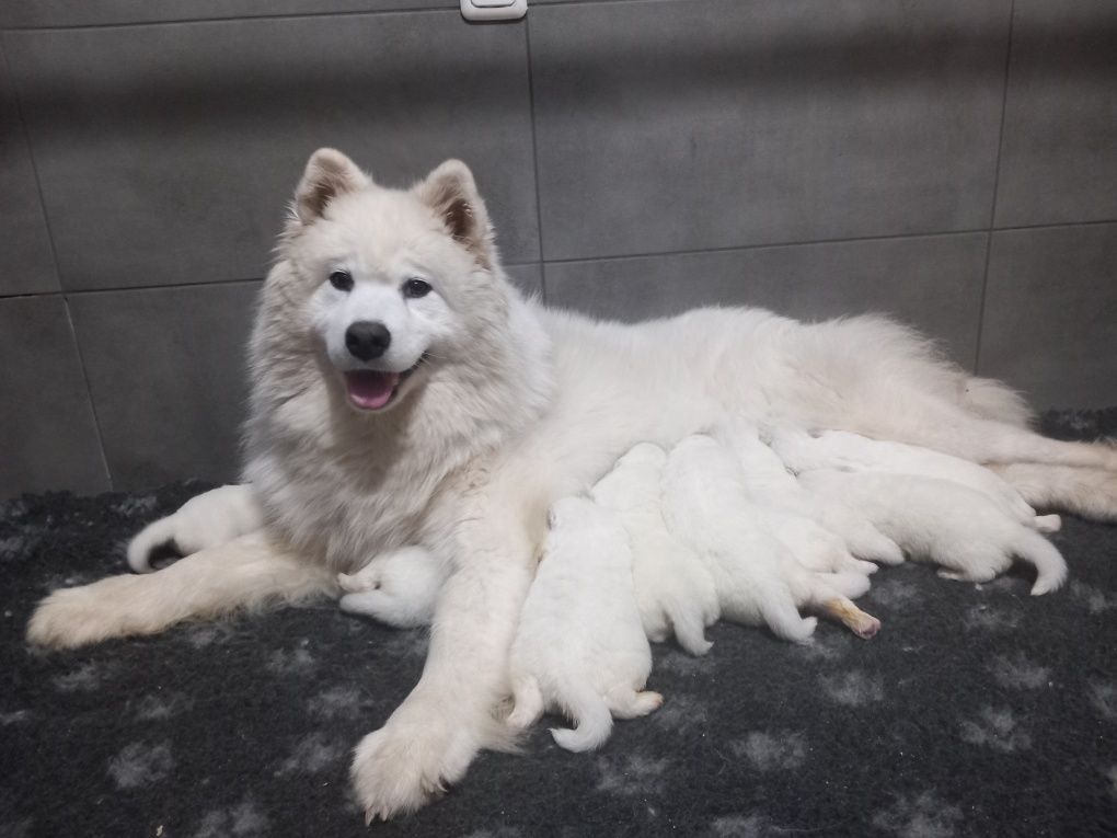 Samoyed, samoyed rezerwacja