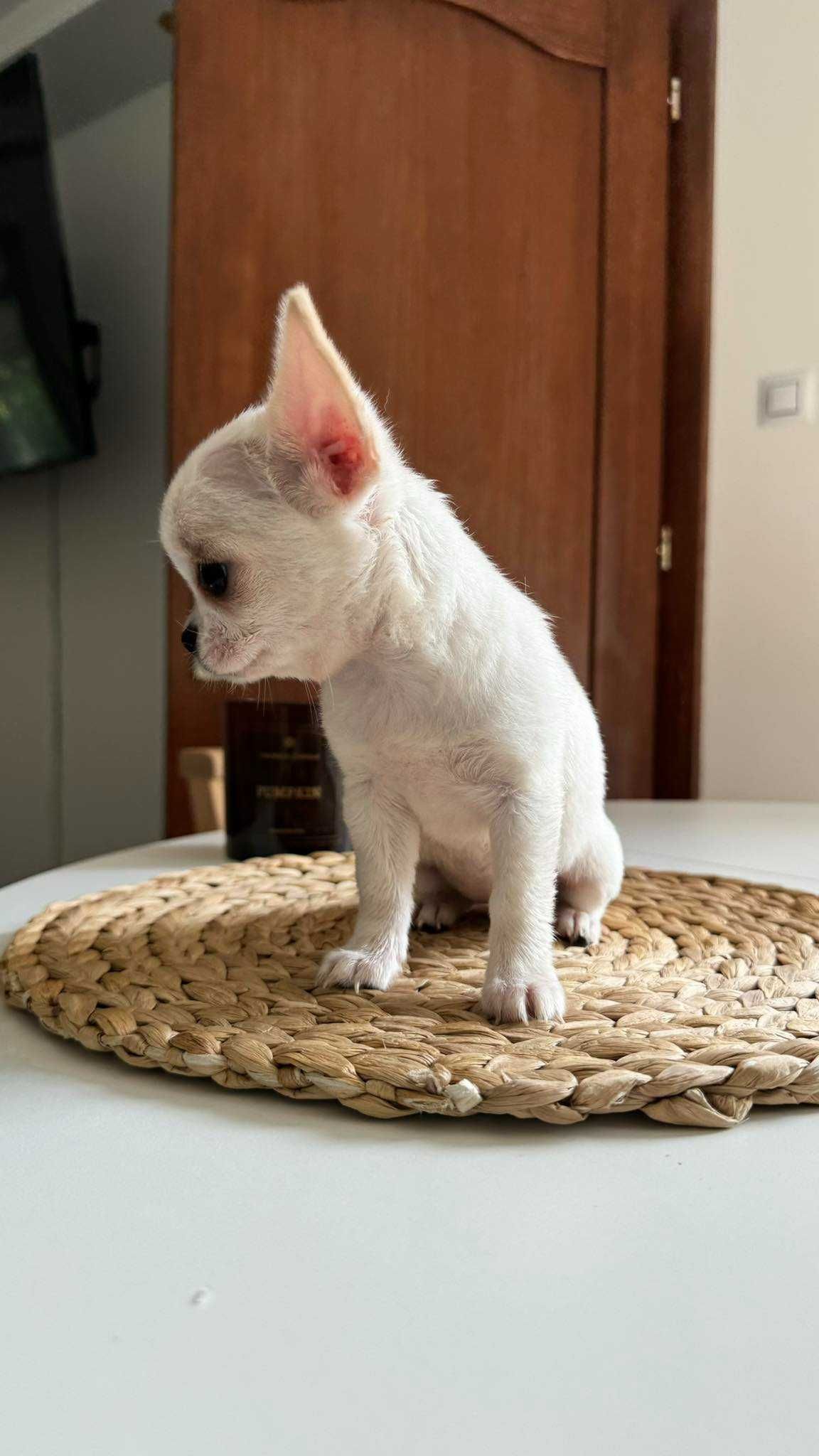 Chłopczyk Chihuahua z Rodowodem Mini do 1,5kg Biały