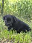 Cane Corso czarny szczeniak Rodowód mocni rodzice szczeniaczek