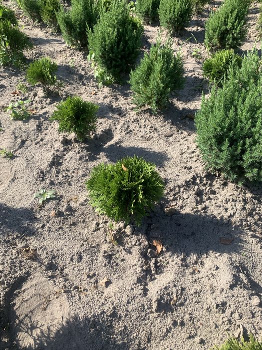 Туя Смарагд Варіагата Колумна Ауреа Нана Ялівець