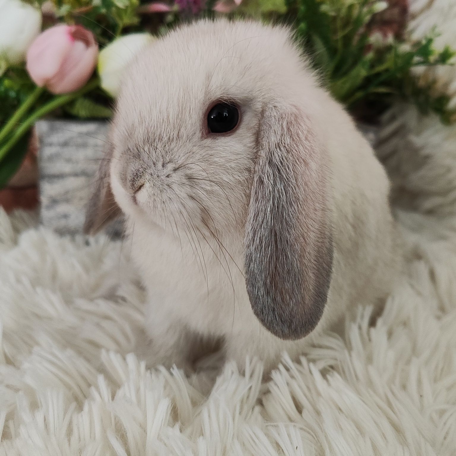 Króliczki Mini Lop. Jedyna hodowla w Szczecinie.
