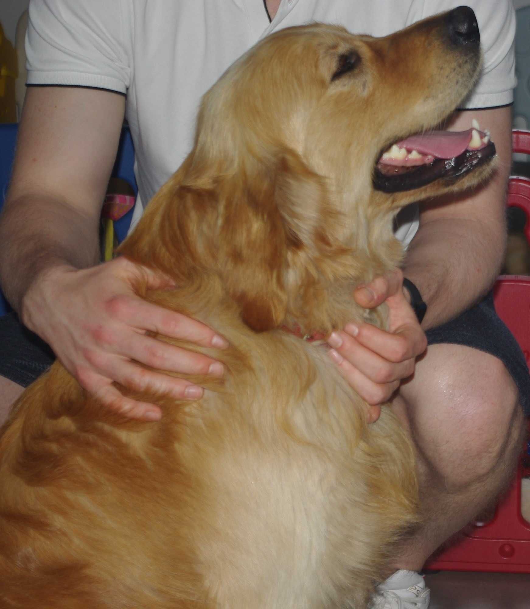 Reproduktor Golden Retriever ZKwP FCI