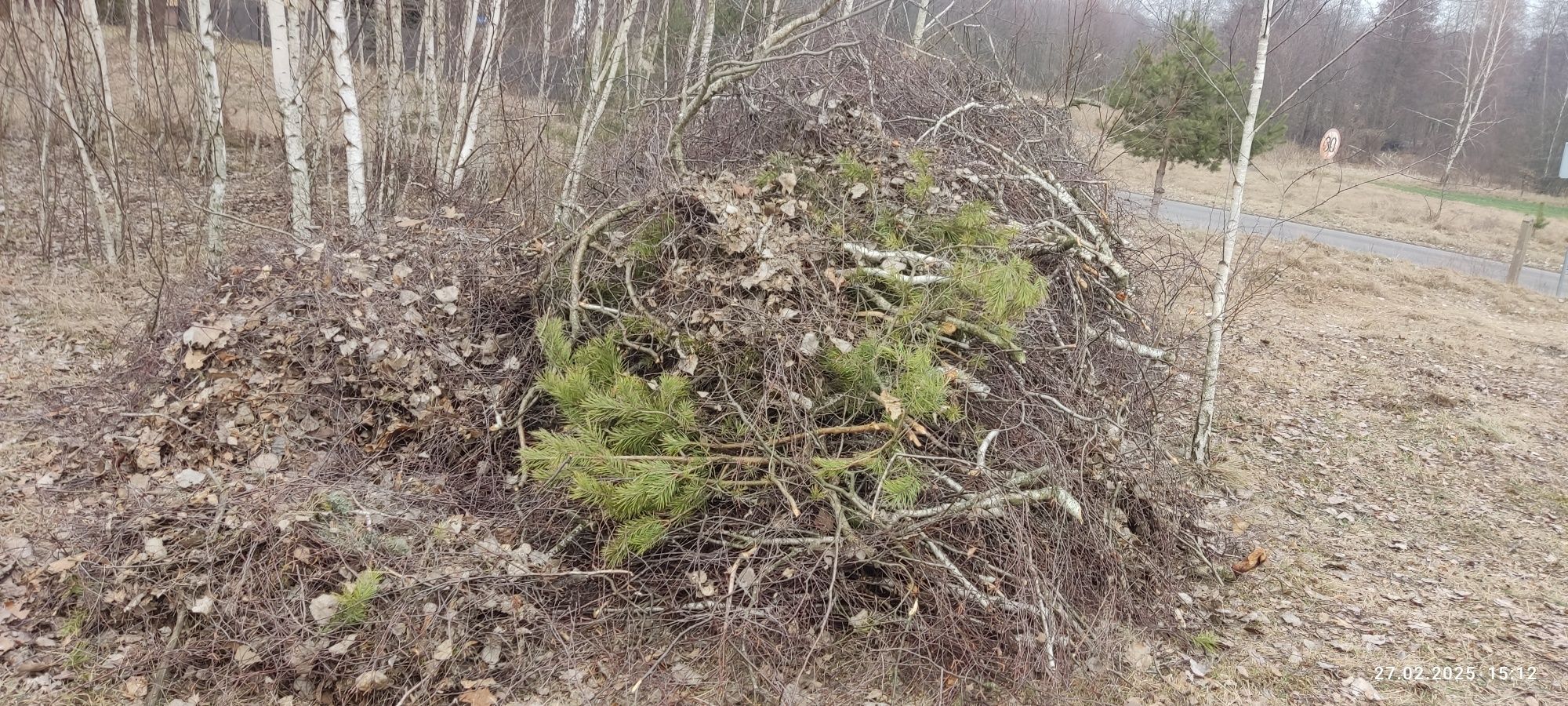 Oddam gałęzie za darmo