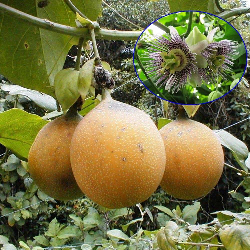 GRANADILLA Passiflora słodka +GRATISY