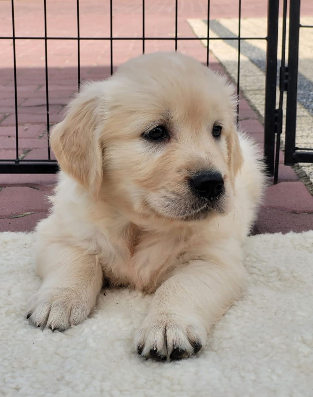 Golden Retriever suczka
