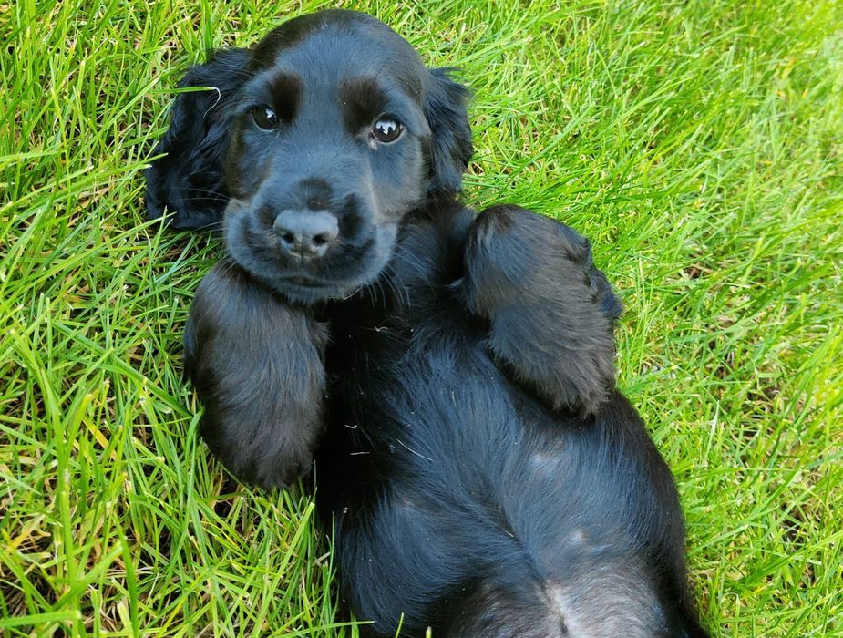 Piesek Cocker spaniel czarny