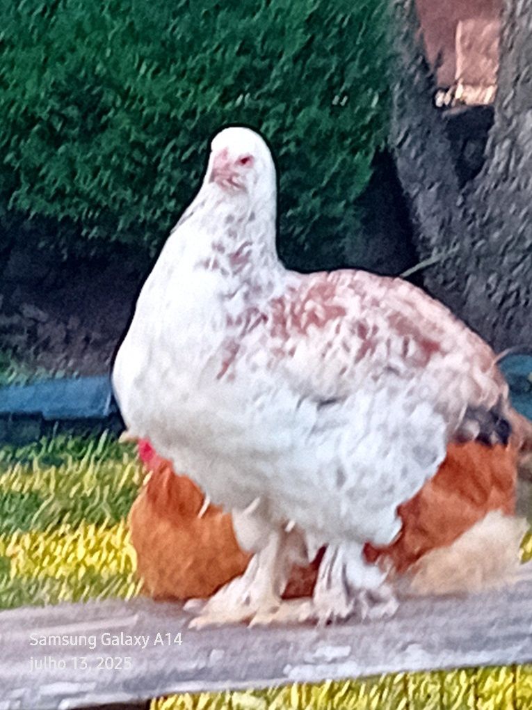 Brahmas  para mudar de capoeiro  de todas  as idades