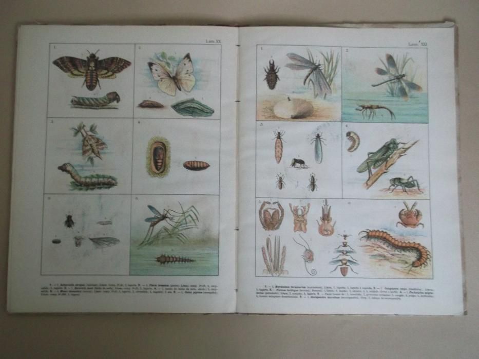Raridade: Atlas de Zoologia de H. Musseler-Boisgontier