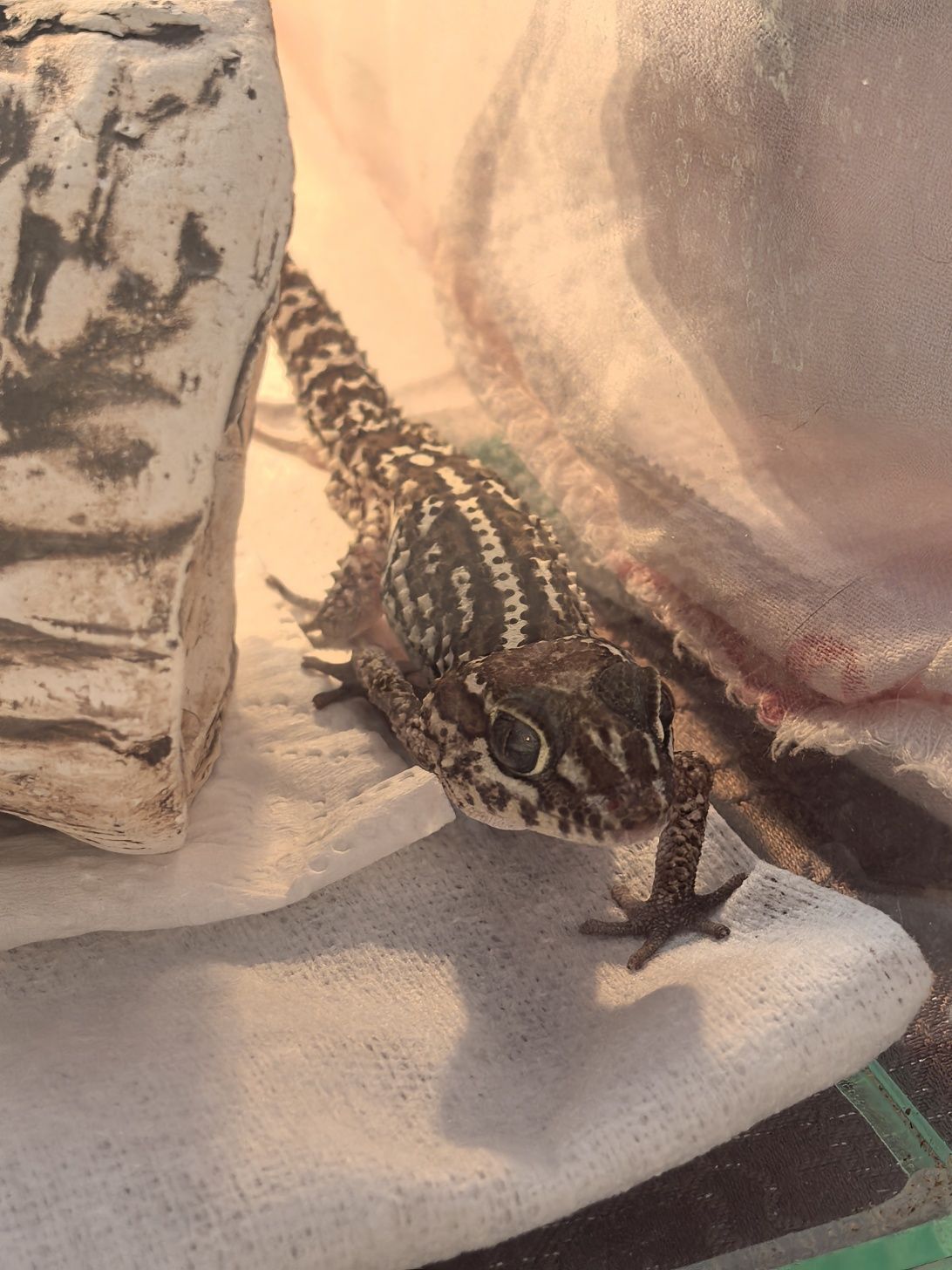 Gekon madagaskarski samiec
