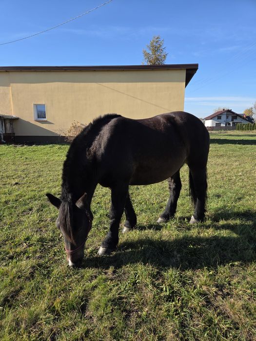 Sprzedam Klacz Zimnokrwistą