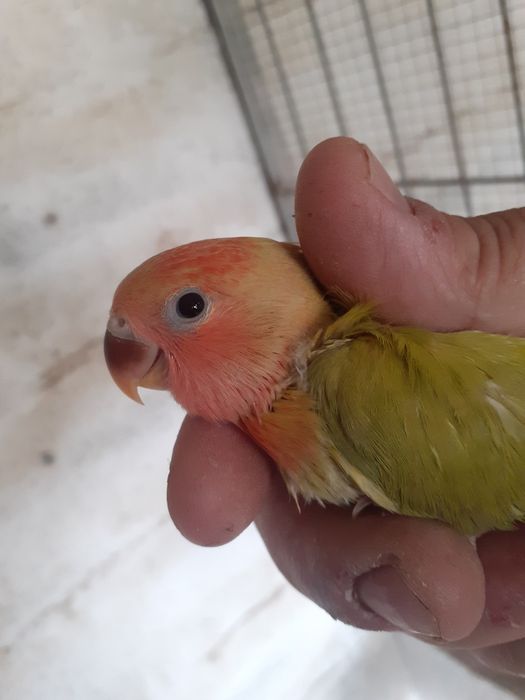 Rossicolis para criar a mão