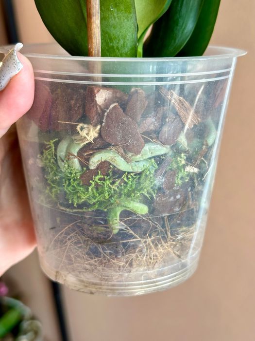 Орхідея сортова метелик, азіат.