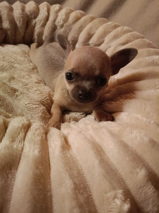 Chihuahua suczka