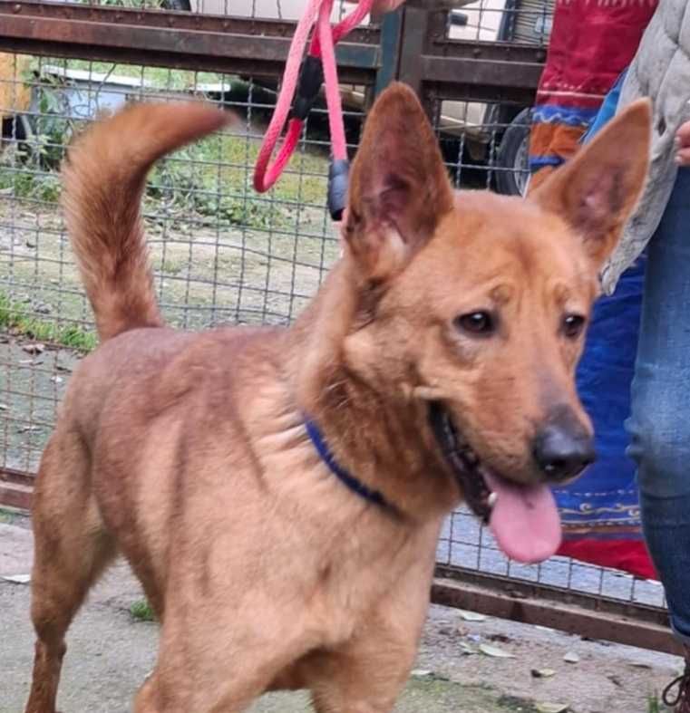 O alegre LUCKY está para ADOÇÃO!
