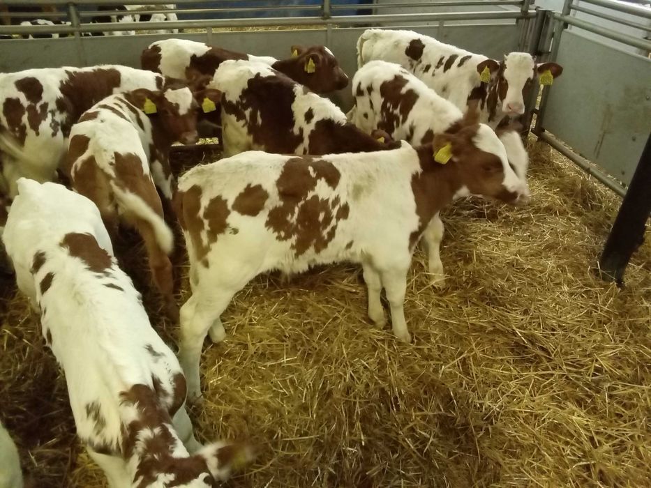 Cielęta, cielaki, byczki oraz jałówki mięsne, MM,MS,HF transport