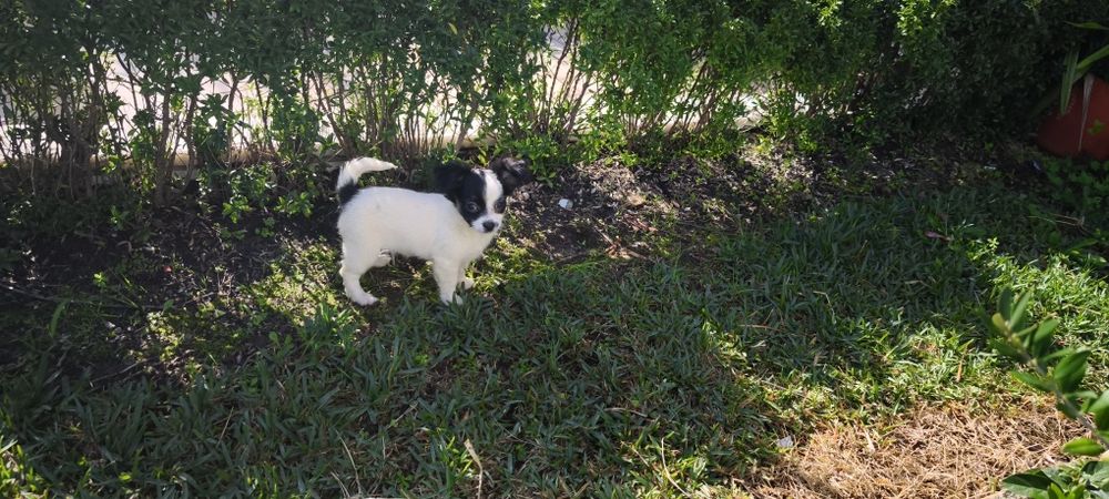 Chihuahua disponível para entrega imediata