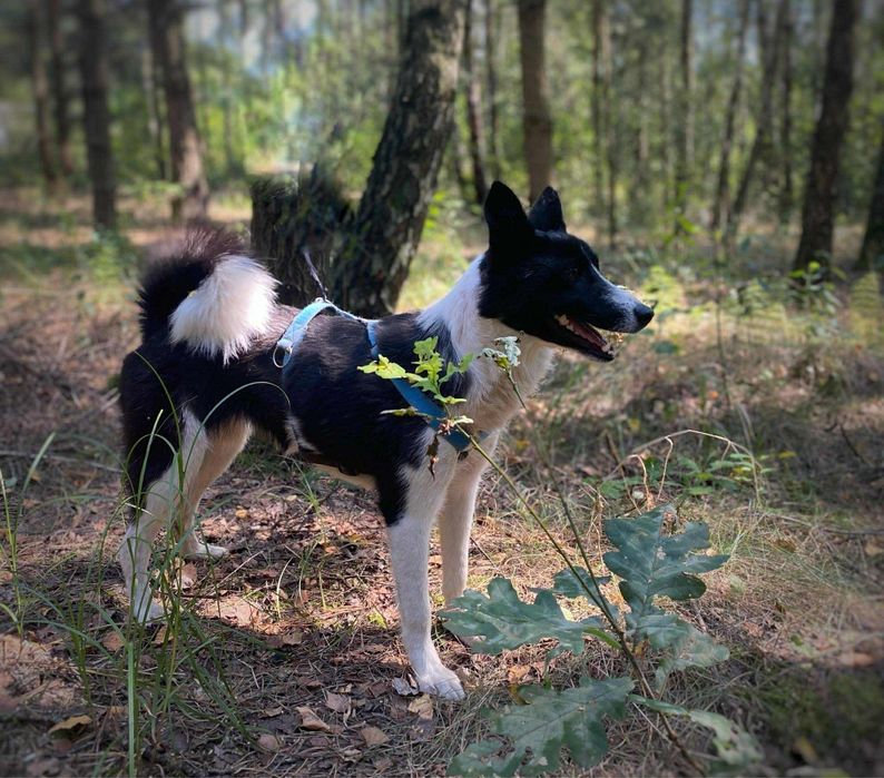 2 letnia łajka syberyjska, adopcja za darmo oddam